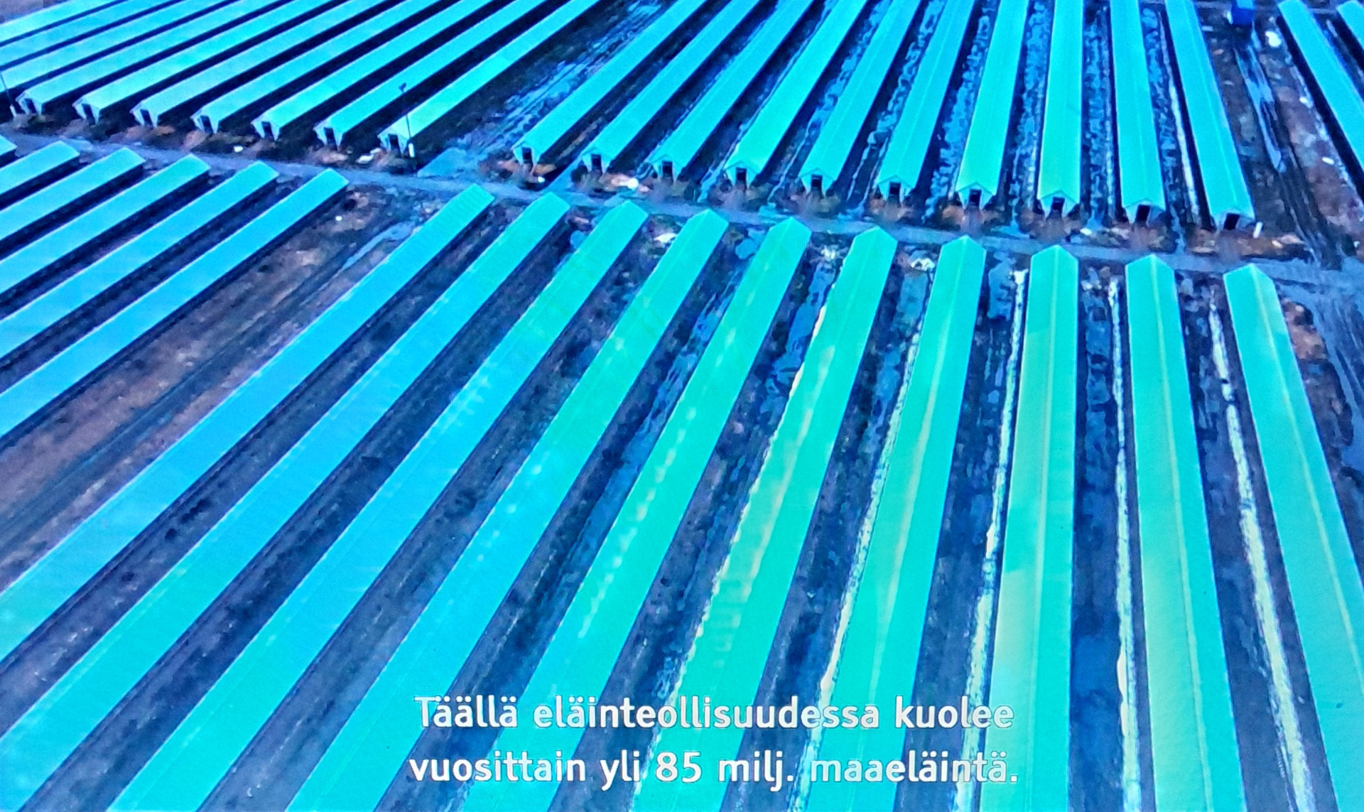 Suomalainen turkistarha. (Kuva: ruutukaappaus dokumentista Eläinoikeusjuttu, 2022.)
